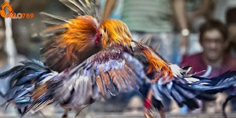 Cược thủ có thể xem trực tiếp các trận đấu