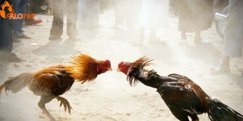 Hình thức đá gà kết hợp mini game được nhiều người chuộng