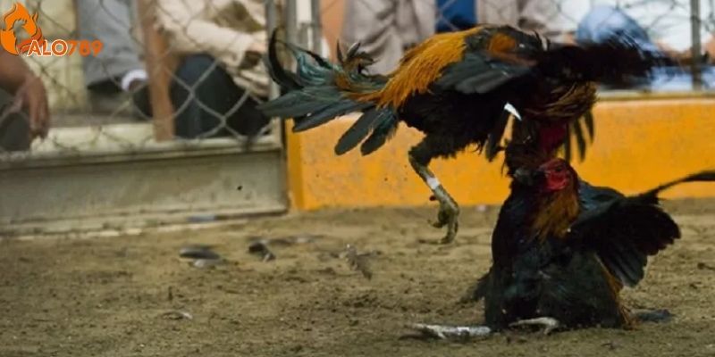 Người chơi nên theo dõi kỹ số trận đấu thắng thua của chiến kê